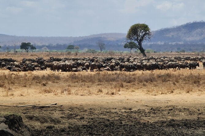 From Zanzibar: Mikumi Safari Day Trip with Flights and Meal - The morning game drive, from elephants to lions