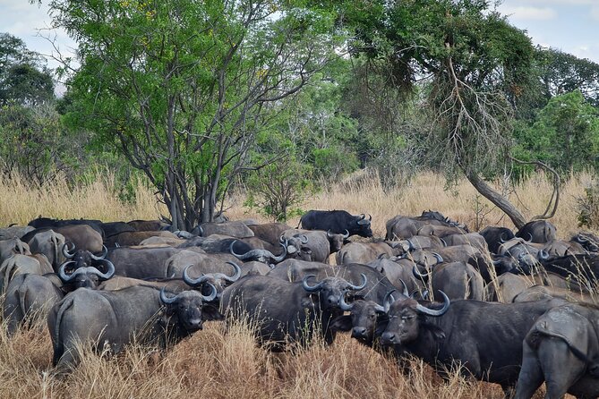 From Zanzibar: Mikumi Safari Day Trip with Flights and Meal - Bush lunch around 1:00 p.m.