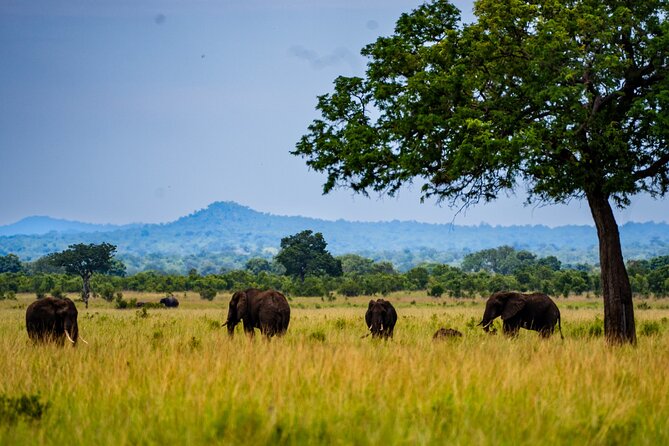 From Zanzibar: Mikumi Safari Day Trip with Flights and Meal - Getting back to your hotel