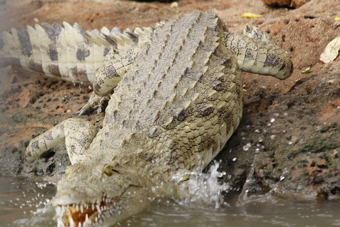 From Zanzibar: Mikumi Safari Day Trip with Flights and Meal - The early transfer from your Zanzibar hotel