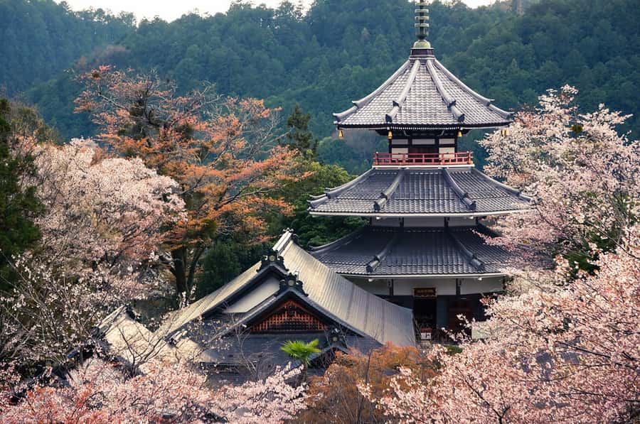Fukuoka: Beppu Hells HotSpring, Frog Temple & Yufuin DayTrip - The best parts of the day