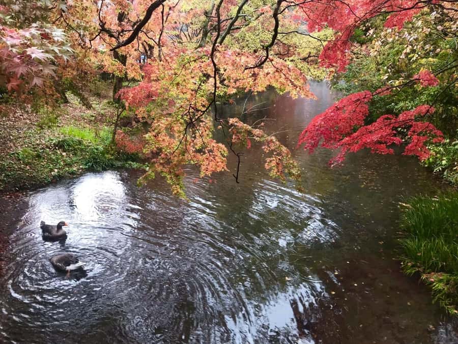 Fukuoka: Beppu Hells HotSpring, Frog Temple & Yufuin DayTrip - Beppu’s boiling pools and Sea Hell