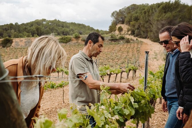 Full-Day Trip Barcelona to Montserrat Monastery & Cava Winery - Seeing How Cava Is Bottled
