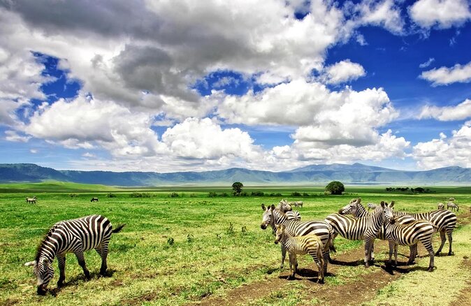 Full-Day Trip to Ngorongoro Crater from Arusha Town - Key points before you book