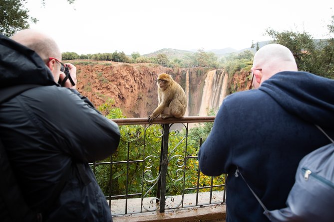 Full Day Trip To Ouzoud Waterfalls From Marrakech & Boat Tour - Barbary macaques in the river valley