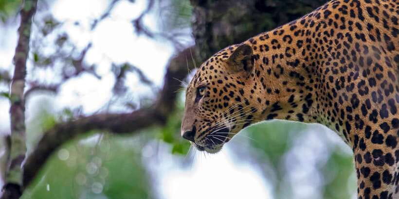 Galle/Mirissa: Yala & Udawalawe Safari Day Trip with Picnic - Yala National Park in the golden hours