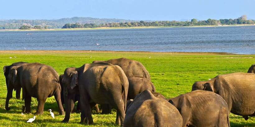 Galle/Mirissa: Yala & Udawalawe Safari Day Trip with Picnic - Is $101 good value?