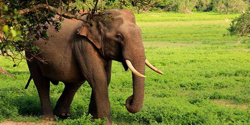Galle/Mirissa: Yala & Udawalawe Safari Day Trip with Picnic - Who should book this safari?