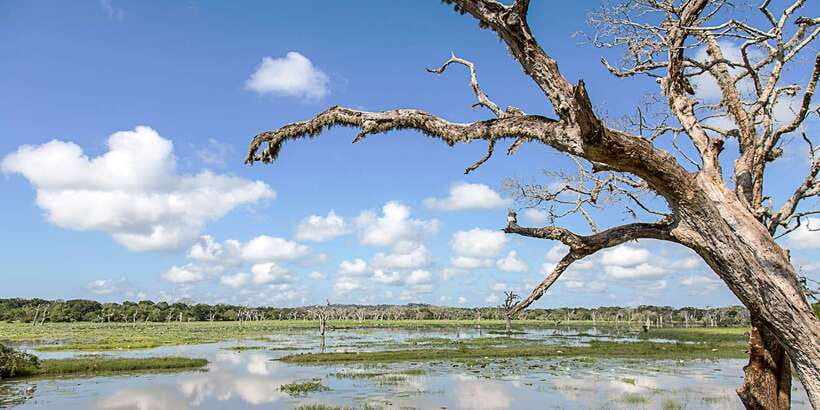Galle/Mirissa: Yala & Udawalawe Safari Day Trip with Picnic - FAQ