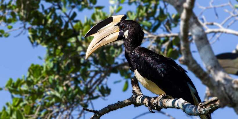 Galle/Mirissa: Yala & Udawalawe Safari Day Trip with Picnic - Lunch between two demanding safaris