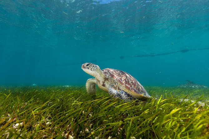 Green Island Day Trip from Cairns - Key points at a glance