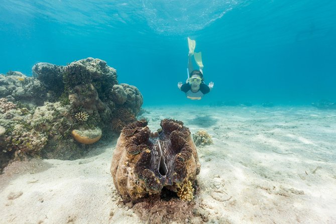 Green Island Day Trip from Cairns - Six hours to choose your own Green Island day