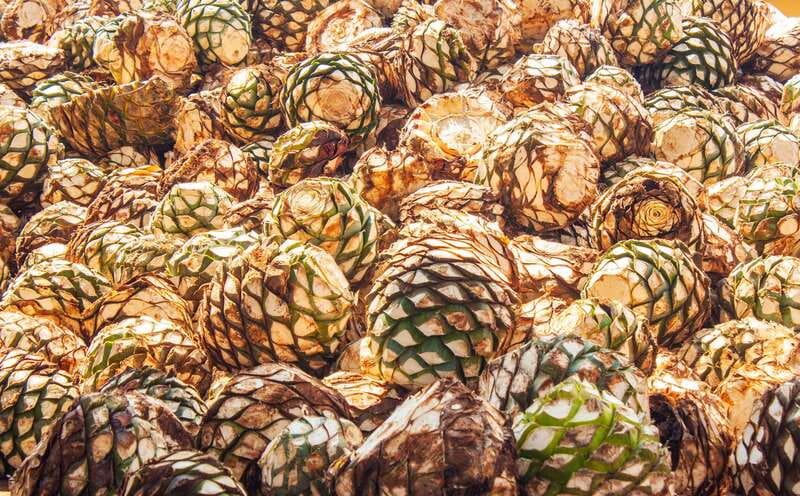Guadalajara: Lake Chapala and Ajijic Day Trip with Boat Trip - Casa Calera turns tequila into a lesson