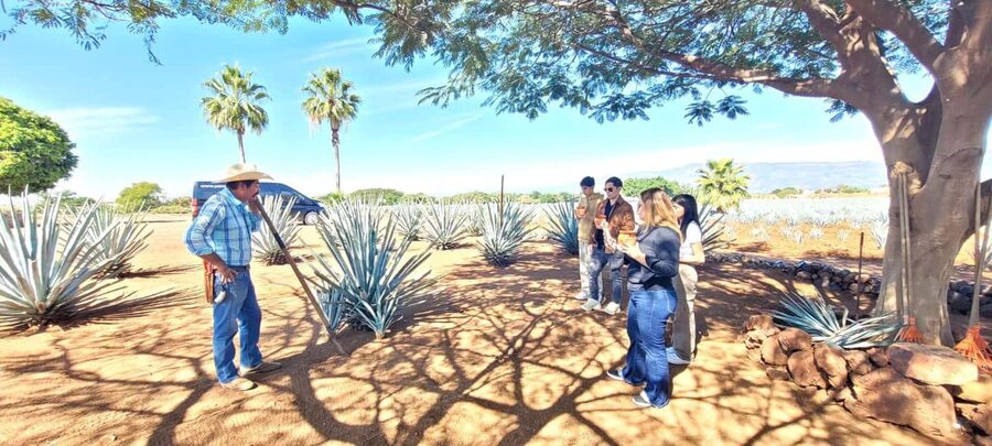 Guadalajara: Tequila Day Trip with Jose Cuervo Option - Who should book this day trip?