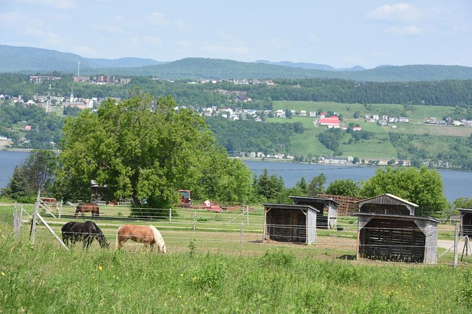 Half-Day Trip to Montmorency Falls and Ste-Anne-de-Beaupré from Quebec city - Coach comfort, group size, and winter timing
