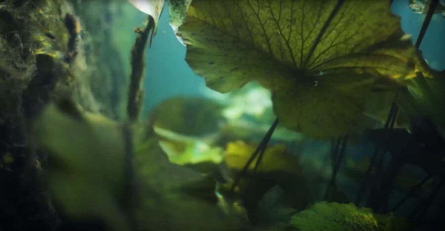 Hévíz Wellness Escape: Thermal Lake Day Trip from Budapest - Your first hour in Hévíz