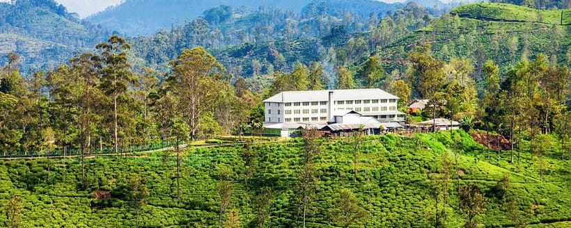 Hikkaduwa/Galle/Mirissa/Hiriketiya/Tangalle:Day Trip to ELLA - Halpewatte Tea Factory: the final taste of Ella