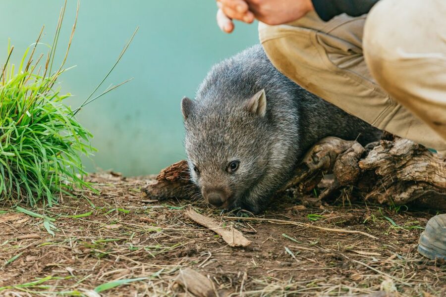 Hobart: Mt Wellington, Mt Field, Bonorong and Richmond Trip - The guide can shape the whole day