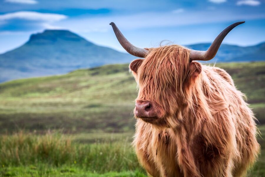 Inverness: Isle of Skye and Eilean Donan Castle Day Trip - Lealt Falls and the gorge