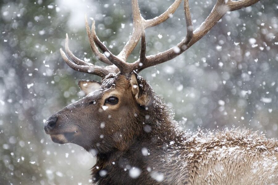 Jackson: Grand Teton and National Elk Refuge Winter Day Trip - Should you book the Grand Teton winter day trip?