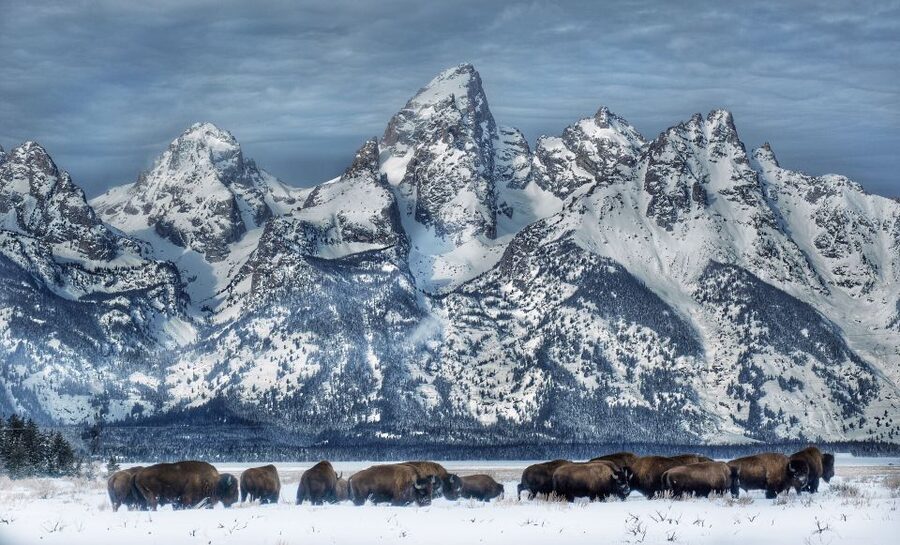 Jackson: Grand Teton and National Elk Refuge Winter Day Trip - A full winter day from Jackson to Grand Teton