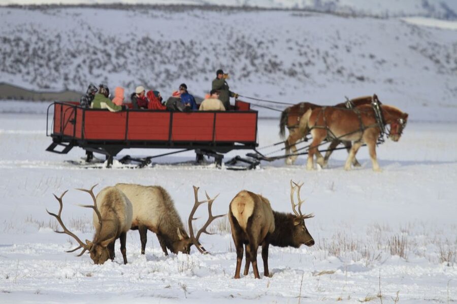 Jackson: Grand Teton and National Elk Refuge Winter Day Trip - Lunch in Jackson breaks up the cold