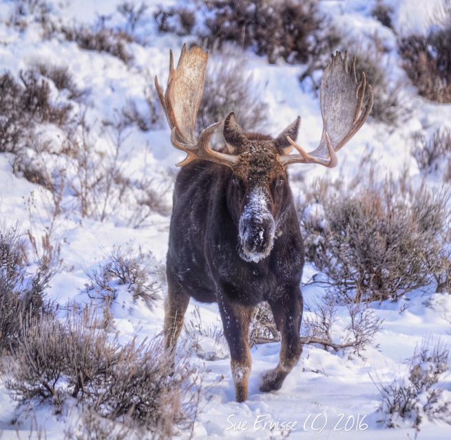 Jackson: Grand Teton and National Elk Refuge Winter Day Trip - How the guides shape the day