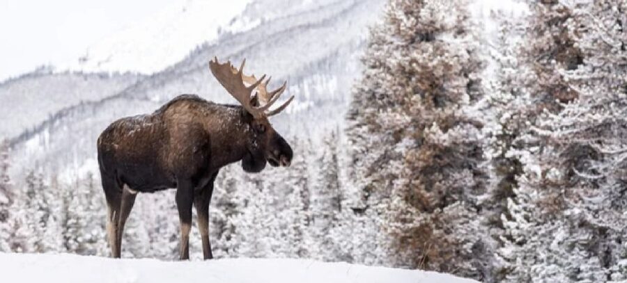 Jackson: Grand Teton and National Elk Refuge Winter Day Trip - What the $219 price really covers
