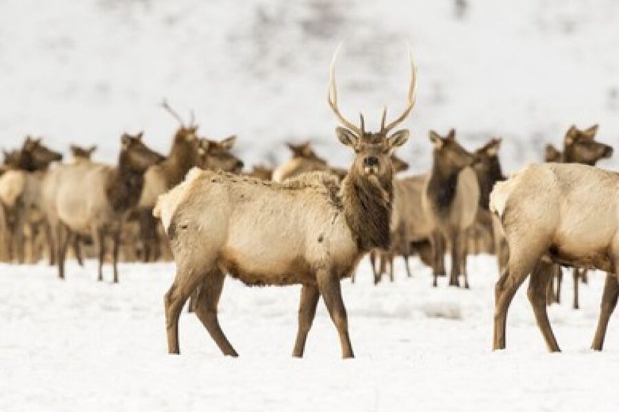 Jackson: Grand Teton and National Elk Refuge Winter Day Trip - Who will enjoy this most