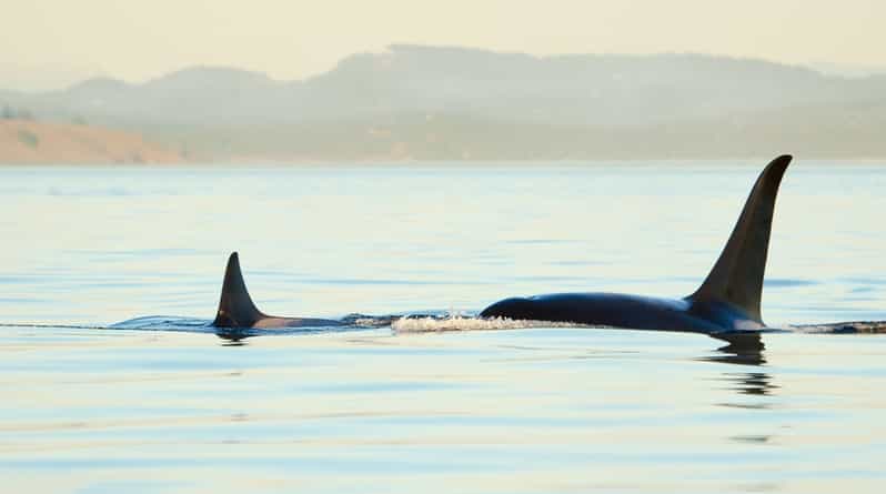 Juneau: Whale Watching and Mendenhall Glacier Day Trip - What you can do in 45 minutes at Mendenhall