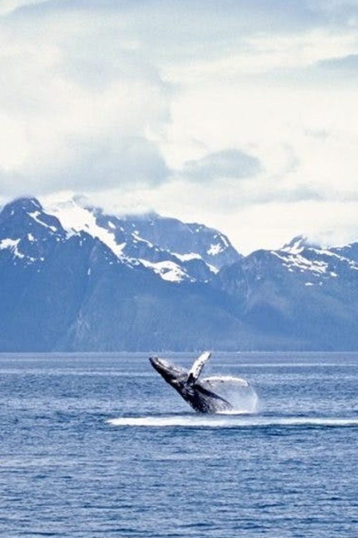 Juneau: Whale Watching and Mendenhall Glacier Day Trip - Humpbacks, orcas, eagles, and sea lions