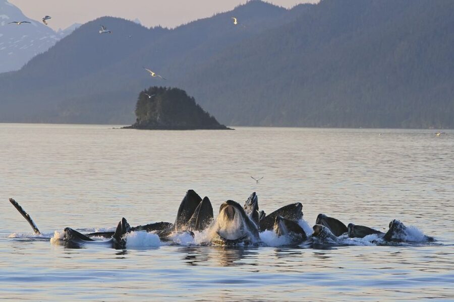 Juneau: Whale Watching and Mendenhall Glacier Day Trip - Is $229 a fair price for this Juneau outing?