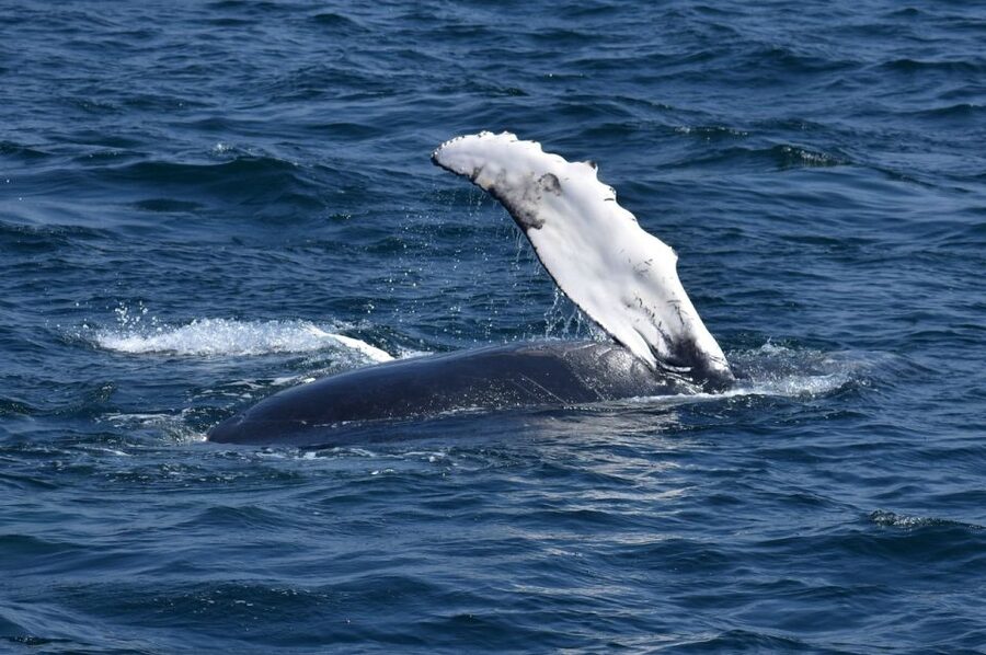 Juneau: Whale Watching and Mendenhall Glacier Day Trip - Who should book this tour?