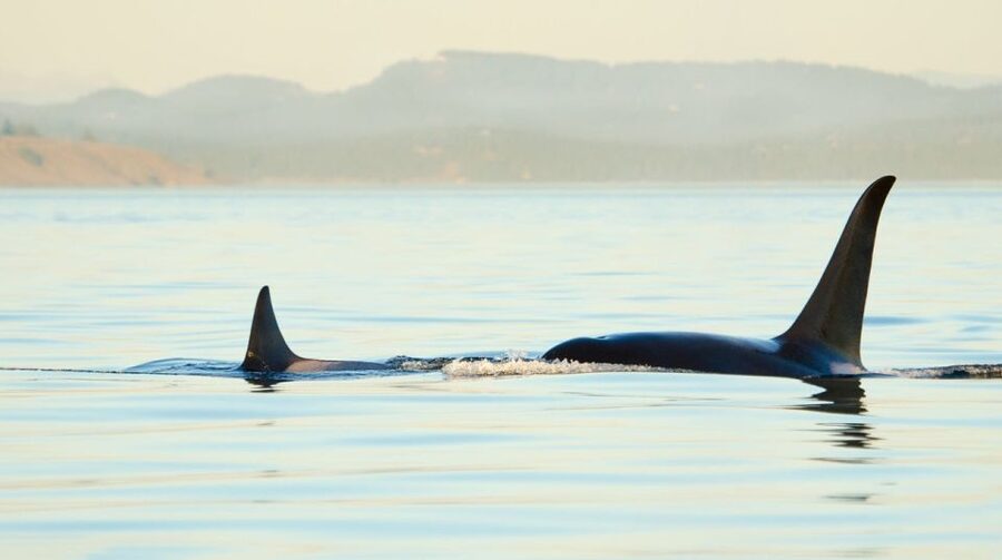 Juneau: Whale Watching and Mendenhall Glacier Day Trip - The whale-watching boat is the main event