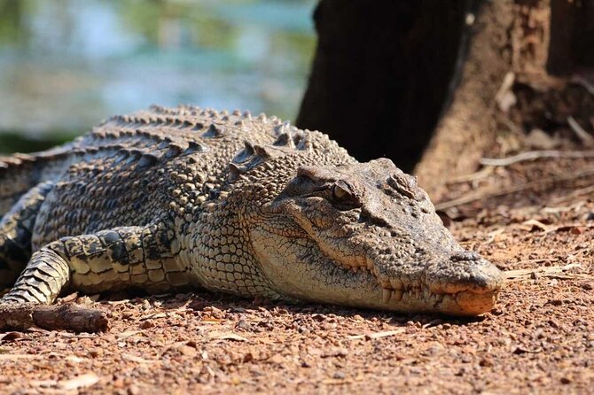 Kakadu Wildlife Escape Fogg Dam or Crocodile Cruise from Darwin - What makes this Kakadu day trip worthwhile