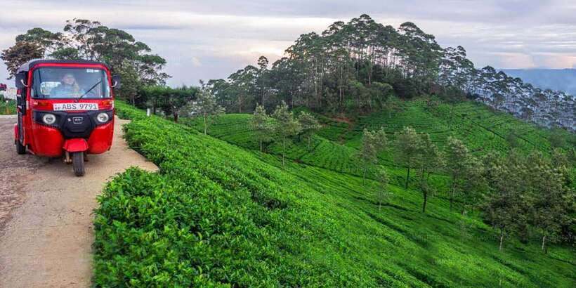 Kandy: Nuwara Eliya Day Trip - From Kandy heat to Nuwara Eliya cold