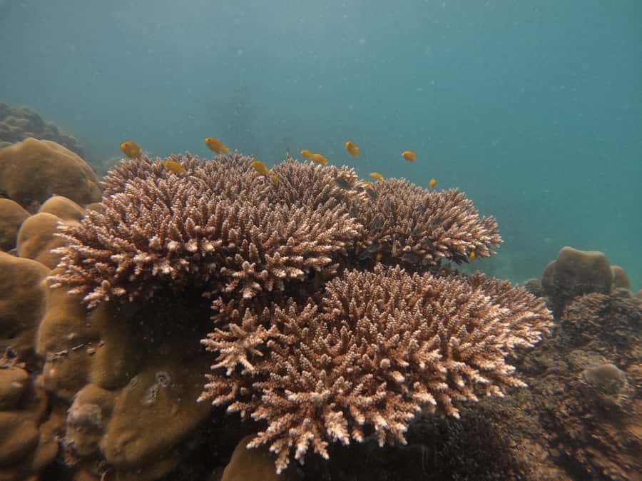 Khao Lak: Phi Phi & Bamboo Island Day Trip by Speedboat - From Khao Lak to Royal Phuket Marina