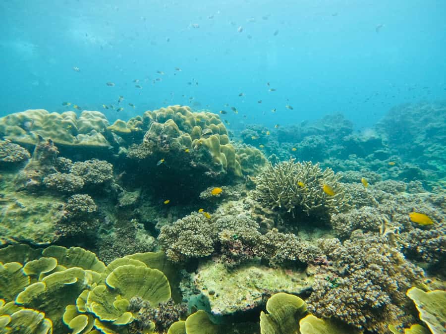 Khao Lak: Phi Phi & Bamboo Island Day Trip by Speedboat - Phi Phi Don brings another swim stop