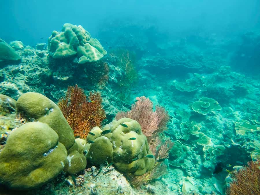 Khao Lak: Phi Phi & Bamboo Island Day Trip by Speedboat - Maya Bay connects scenery with film fame