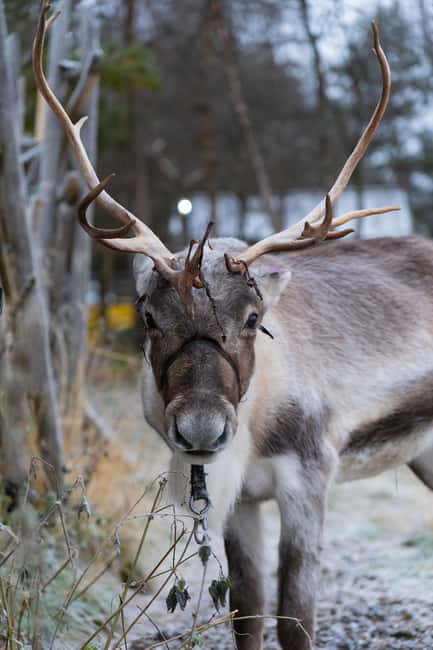 Kiruna: Icehotel and Sami Camp Day Trip - From Kiruna to Jukkasjärvi in four focused hours