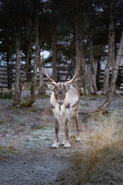 Kiruna: Icehotel and Sami Camp Day Trip - Meeting the reindeer at a Sámi camp