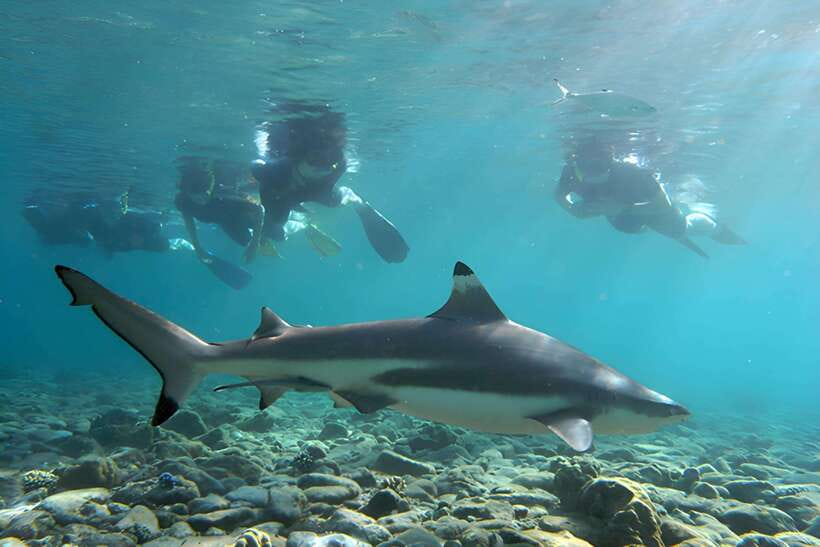 Ko Phi Phi Don: Speedboat Day Trip with Shark Snorkeling - Key points to know before booking