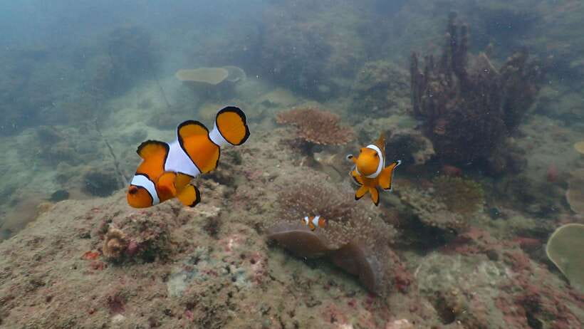 Ko Phi Phi Don: Speedboat Day Trip with Shark Snorkeling - The second snorkeling area adds wildlife time
