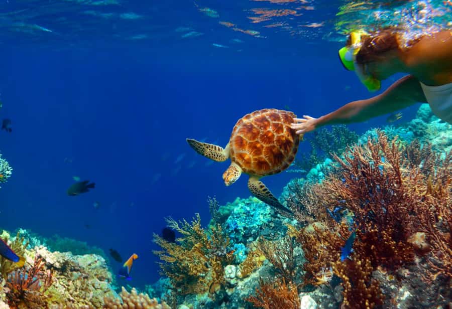 Ko Samui: Unique Ko Tao & Ko Nang Yuan Snorkeling Day Trip - What the $78 price really covers