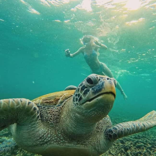 Ko Tao: Tao-Nangyuan Snorkeling Day Trip with Meals & Sunset - Shark Bay and the most anticipated sighting