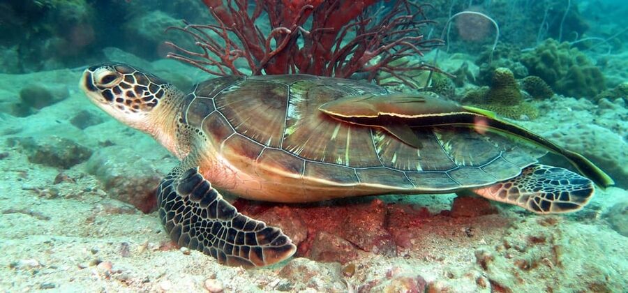 Koh Kood or Koh Rang: Snorkeling Day Trip with Buffet Lunch - Why this snorkeling day works so well