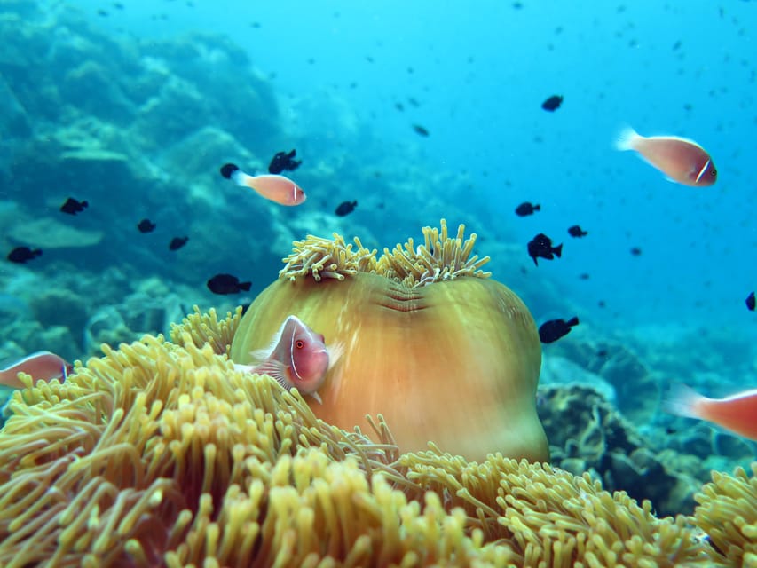 Koh Kood or Koh Rang: Snorkeling Day Trip with Buffet Lunch - Practical value at $32