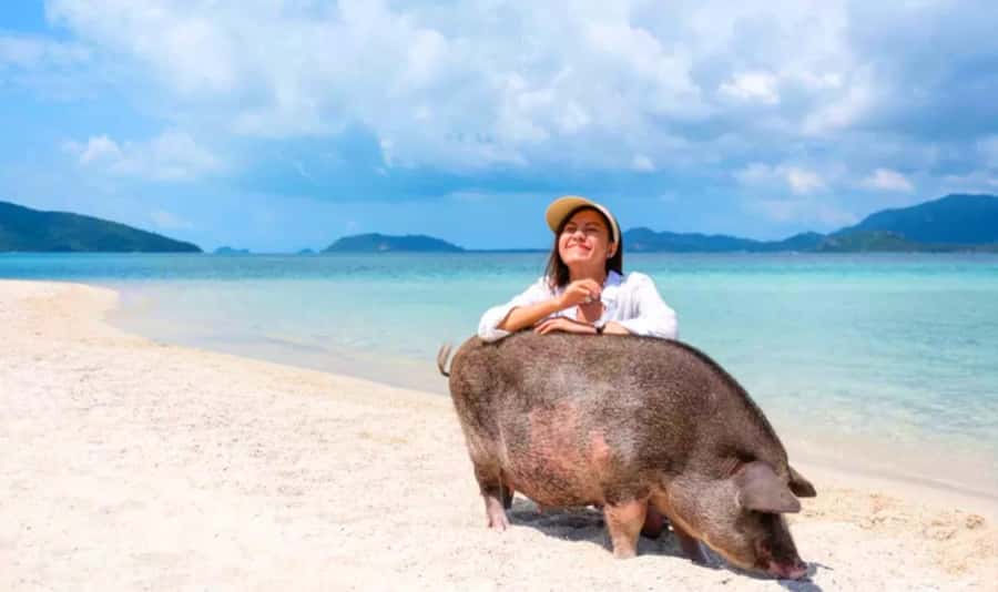 Koh Samui: Pink Dolphin, Pig Island, and Snorkeling Day Trip - Key points at a glance