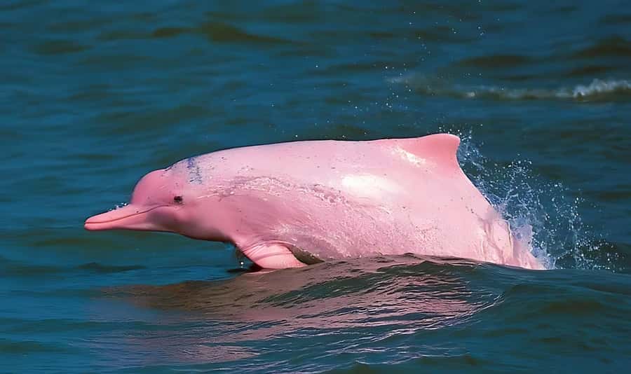 Koh Samui: Pink Dolphin, Pig Island, and Snorkeling Day Trip - Why this trip works as a full day from Koh Samui