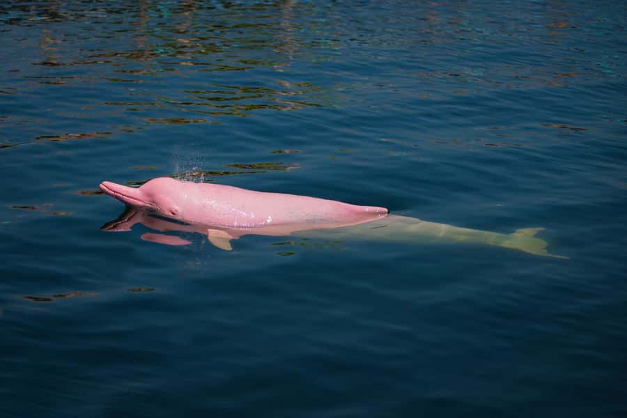 Koh Samui: Pink Dolphin, Pig Island, and Snorkeling Day Trip - Pancake Rock and Koh Tan snorkeling